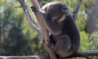 An Australian Koala (Phascularctos cinereus).