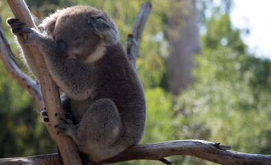 An Australian Koala (Phascularctos cinereus).