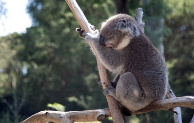 An Australian Koala (Phascularctos cinereus).