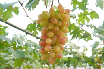 Green grapes in the vineyard