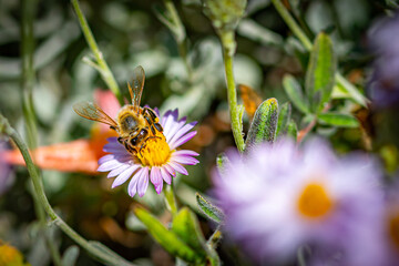 Obraz premium Honey Bee on Pink and Purple Flowers in the Garden