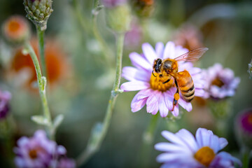 Honey Bee on Pink and Purple Flowers in the Garden