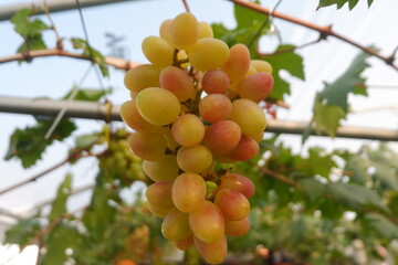 Green grapes in the vineyard
