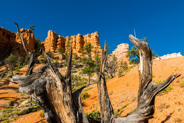 Hoodoos of Fairyland Framed By The Twisted Branches of A Pinyon Pine, Bryce Canyon National Park, Utah, USA