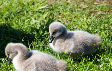 Some newly hatched West Australian black swan cygnus atratus young cygnets in Big Swamp Bunbury Western Australia on a fine afternoon in winter are a delight as they sit in the grass.