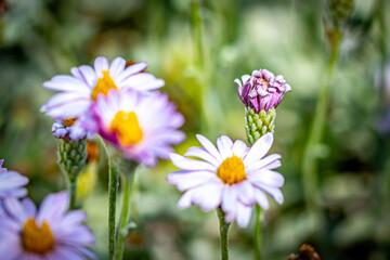 Pink and Purple California Aster Flowers in the Garden