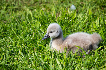 Some newly hatched West Australian black swan cygnus atratus young cygnets in Big Swamp Bunbury Western Australia on a fine afternoon in winter are a delight as they sit in the grass.
