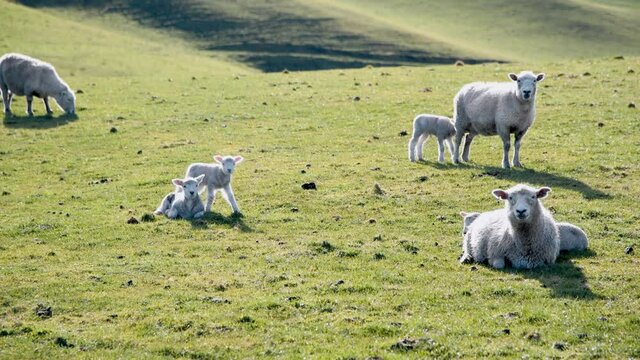 Sheeps on a beautiful meadow in New Zealand. Slow motion