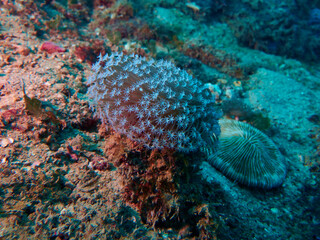 The underwater world in Mayotte