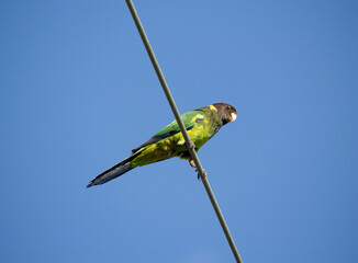 A brightly green feathered Australian Ringneck (Barnardius zonarius)  a parrot native to Australia perches on a bare power line on a fine sunny  afternoon in early winter.