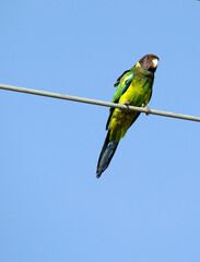 A brightly green feathered Australian Ringneck (Barnardius zonarius)  a parrot native to Australia perches on a bare power line on a fine sunny  afternoon in early winter.