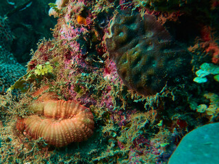 The underwater world in Mayotte © BiceksPhoto