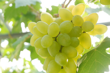 Green grapes in the vineyard
