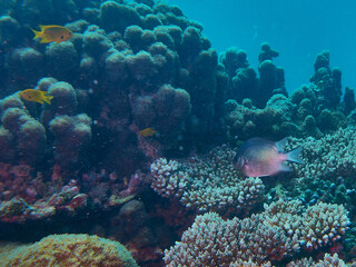Naklejka na ściany i meble The underwater world in Mayotte