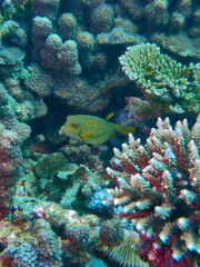 Fototapeta na wymiar The underwater world in Mayotte