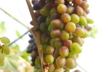 Green grapes in the vineyard