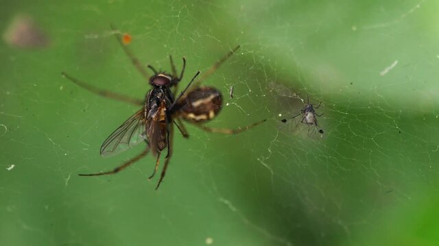 Cought in the spider's trap