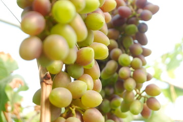 Green grapes in the vineyard