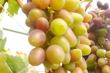 Green grapes in the vineyard