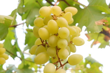 Green grapes in the vineyard