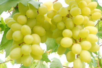 Green grapes in the vineyard