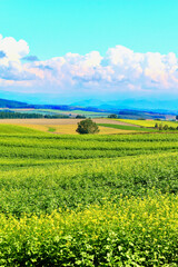 Naklejka premium 九月の美瑛の丘・黄色い畑