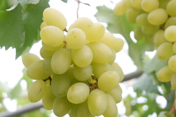 Green grapes in the vineyard