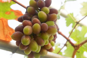 Green grapes in the vineyard