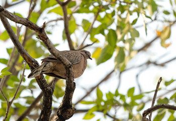Close up Spotted Dove Perched on Tree Branch Isolated on Background
