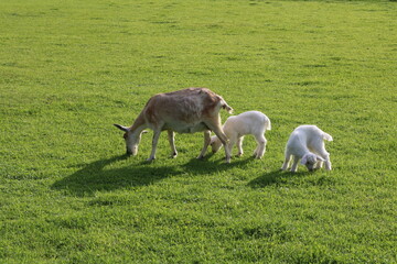 Fototapeta premium やぎの親子