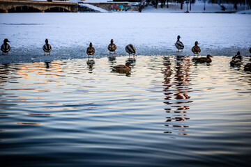 ducks on the water in winter