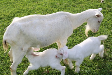 Obraz premium ヤギの親子