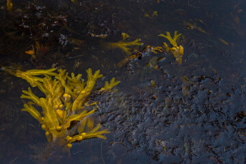 Blasentang umgeben von Rotalgen