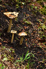 土を被った小さいキノコ