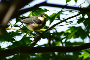 暗い森のシジュウカラの幼鳥