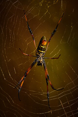 Spider in the middle of the web 