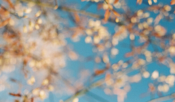 Abstract of blosom.