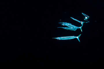 Dussumier's halfbeak in the dark with reflection