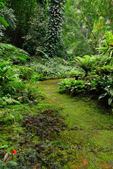 Beautiful bright fern and moss grown up cover on the floor in the evergreen forest in nature