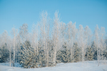frozen grass close-up. the frost on the plants. winter landscape: the snow on the nature. Fog background, Wild flowers and dry grass covered with snow