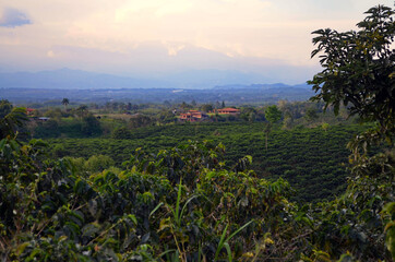 Fototapeta na wymiar Pereira, Colombia - Panoramic view of coffee plantation