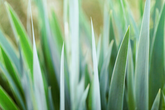 Iris plant green leaves background
