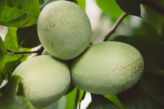 Paw Paw Fruits