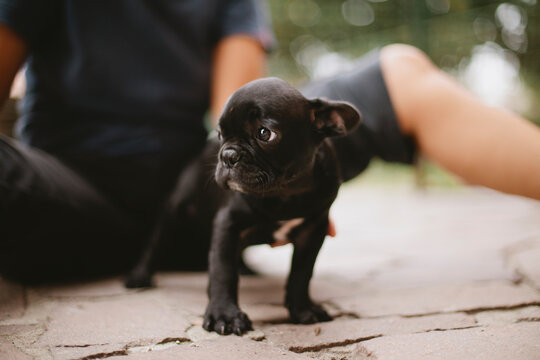 French bulldog puppy stands in garden in front of woman and looks away with perplexed expression