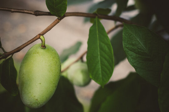 Paw Paw Fruits