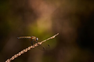 Dragonfly close up Shot sitting on the grass