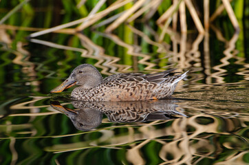 Fototapeta premium Northern Shoveler duck reflected on pond