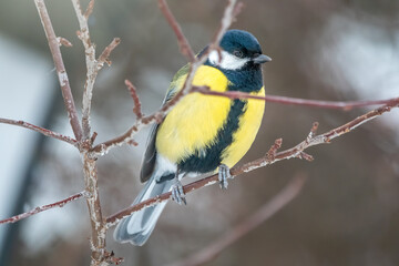 Fototapeta premium Cute bird Great tit, songbird sitting on a branch without leaves in the autumn or winter.