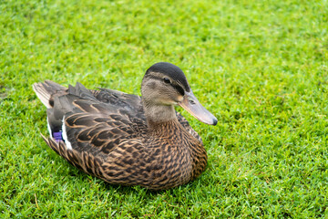 View of a female mallard lying on the grass in a park, in Quebec