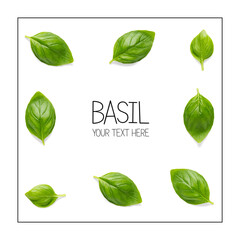 Creative layout with fresh basil leaves. Bunch and single basil leaf composition on white background with sample text. modern basil flat lay template.